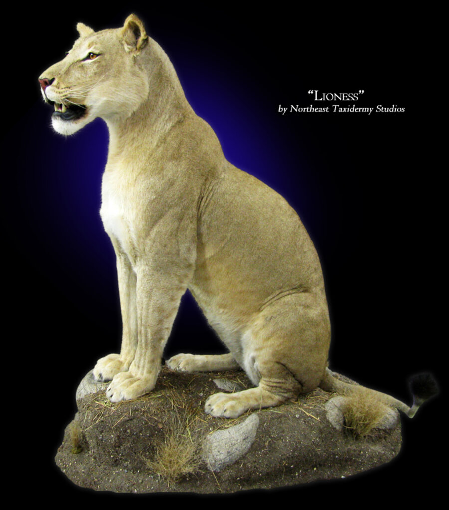 African Lioness Mounts.