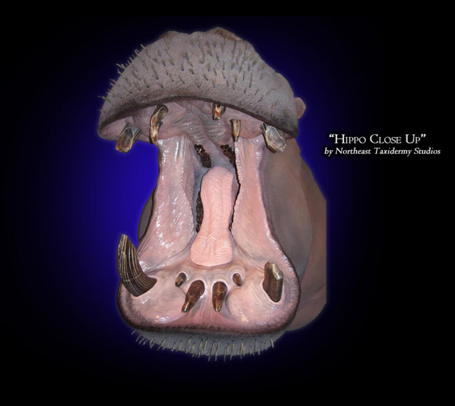 Hippo Mounts.