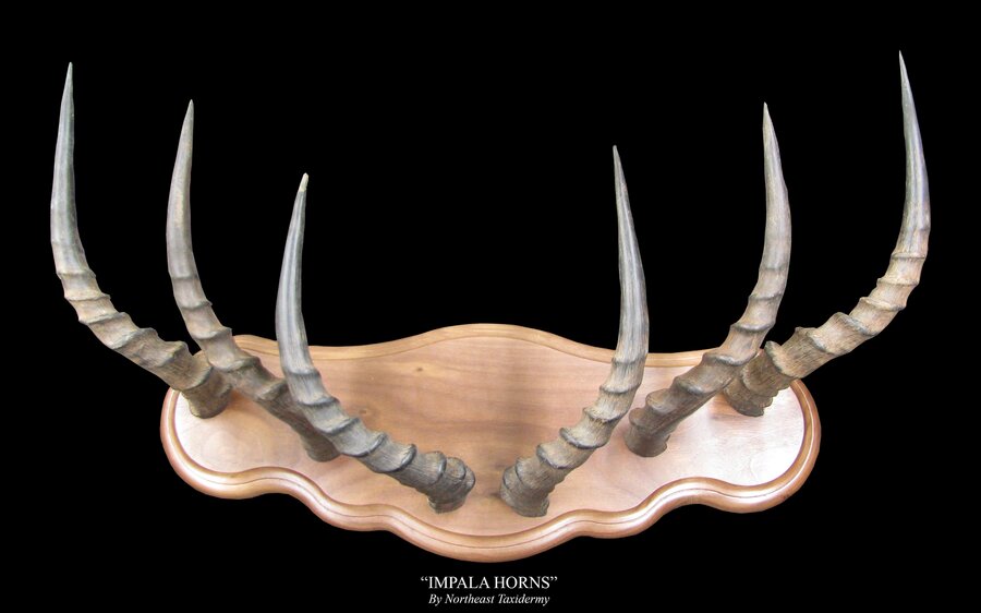 Impala Horns Mounts.