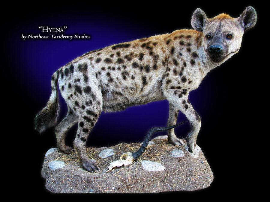 Hyena Mounts.