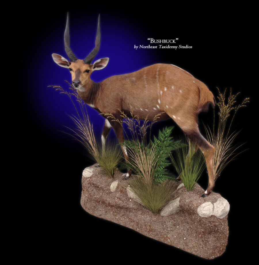 Bushbuck Mounts.