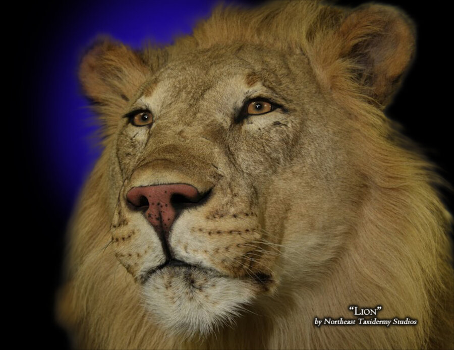 African Lion Mounts.