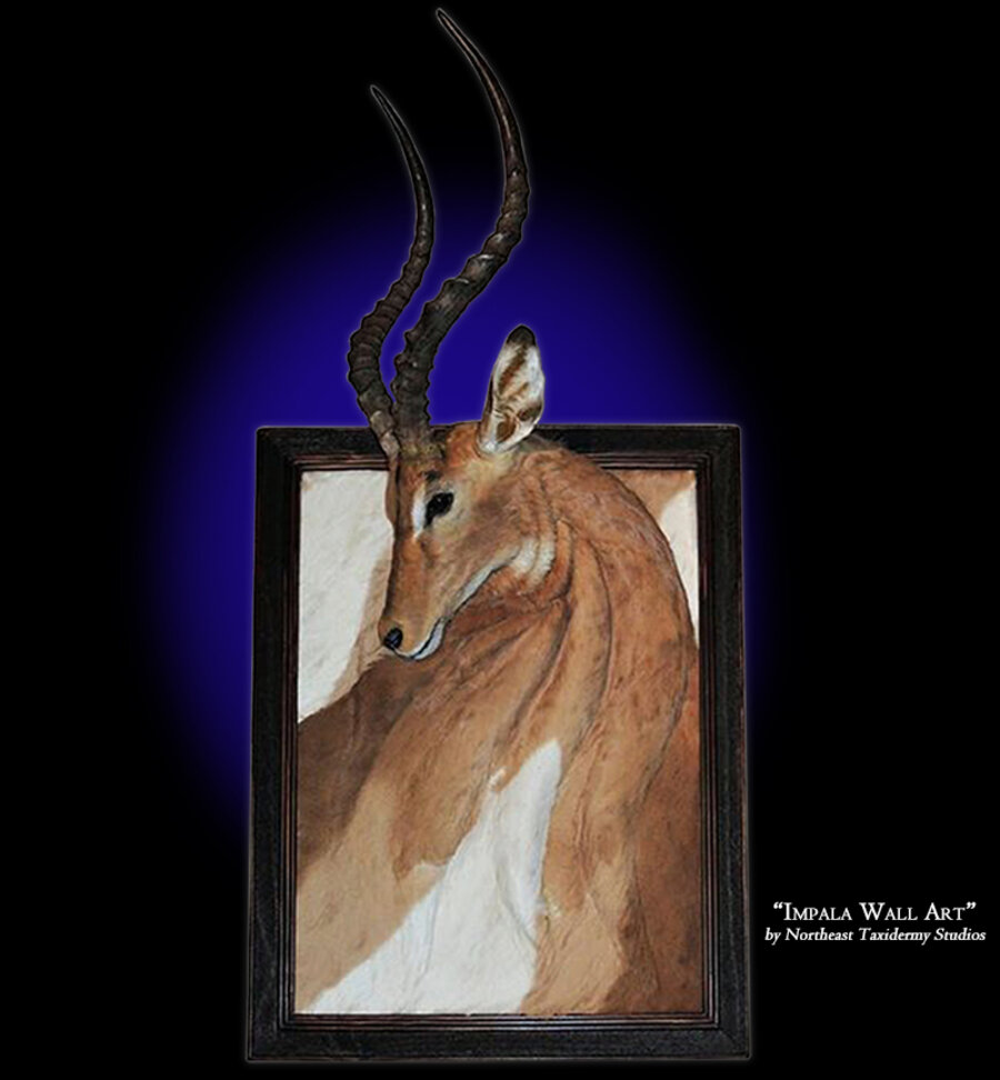 Impala Wall Art Mounts.