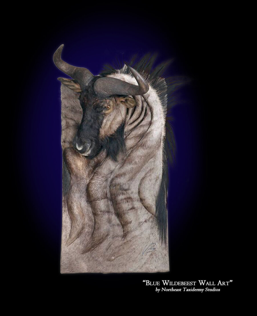 Blue Wildebeest Wall Art Mounts.