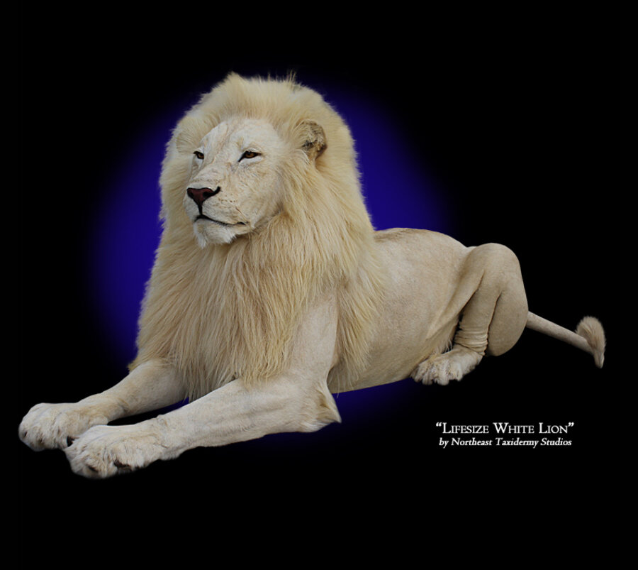 Lifesize White Lion Mounts.