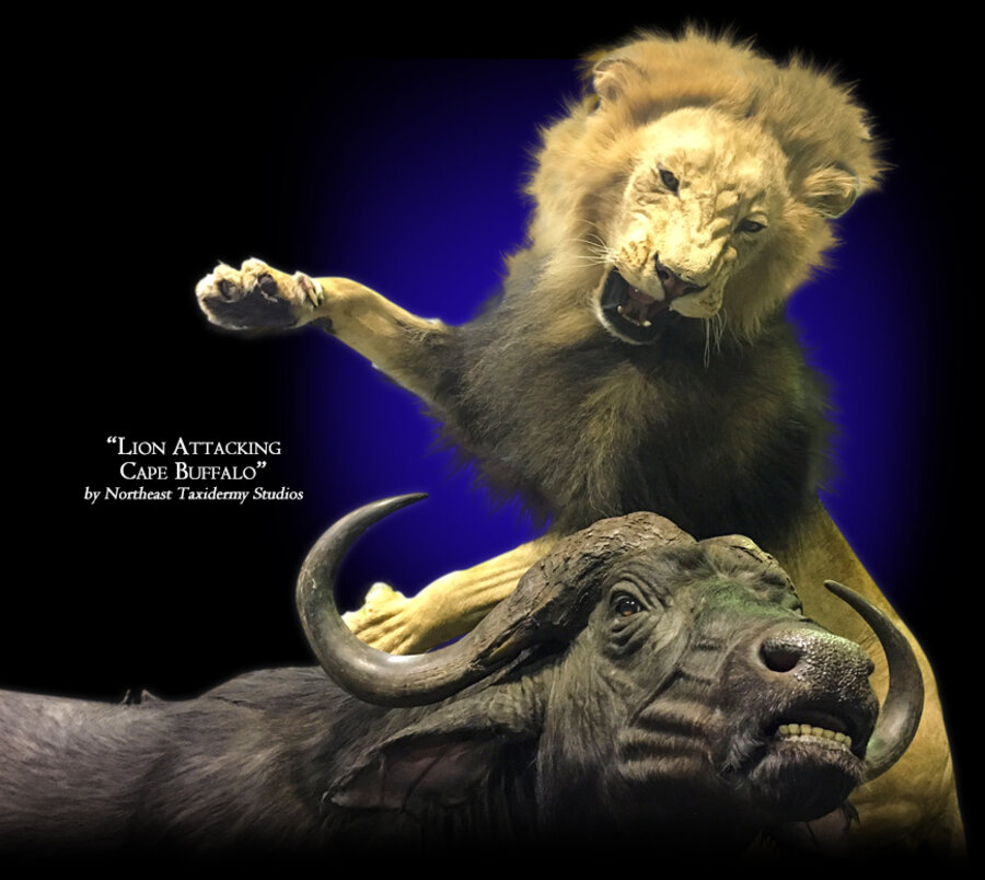 Lion Attacking Cape Buffalo Mounts.
