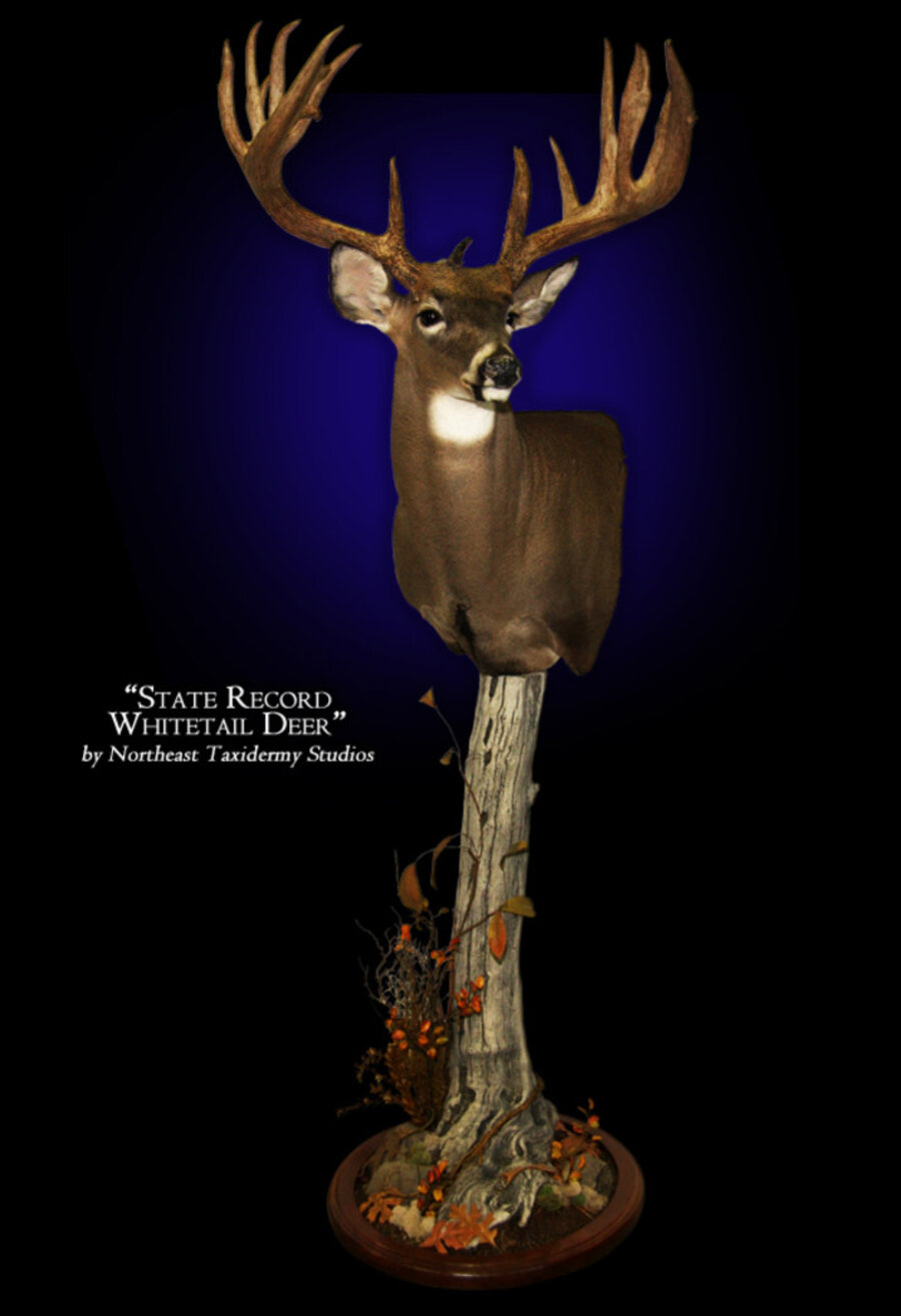 Connecticut State Record Whitetail Deer Mounts.