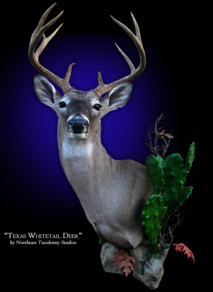 Whitetail Deer Mount Mounts.
