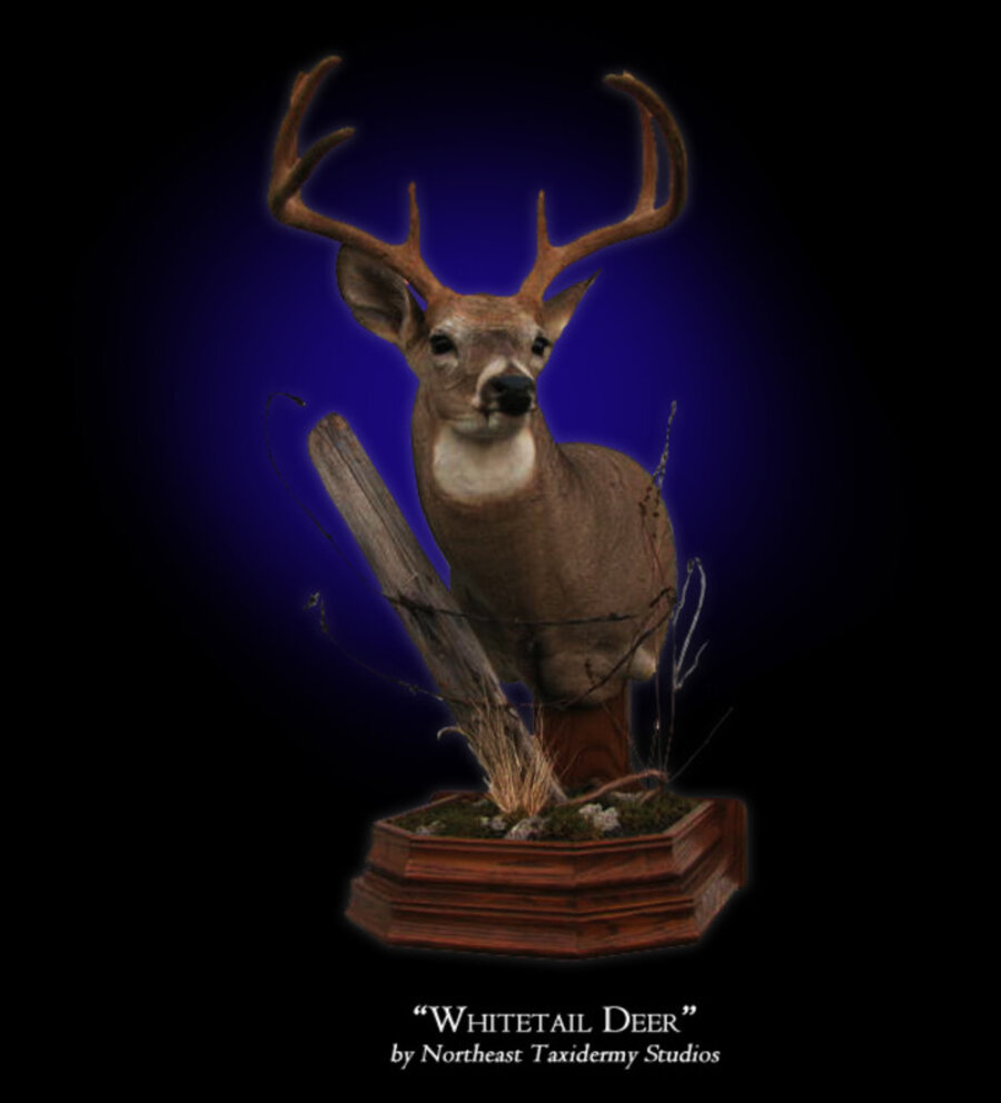 Pedestal Whitetail Deer Mounts.