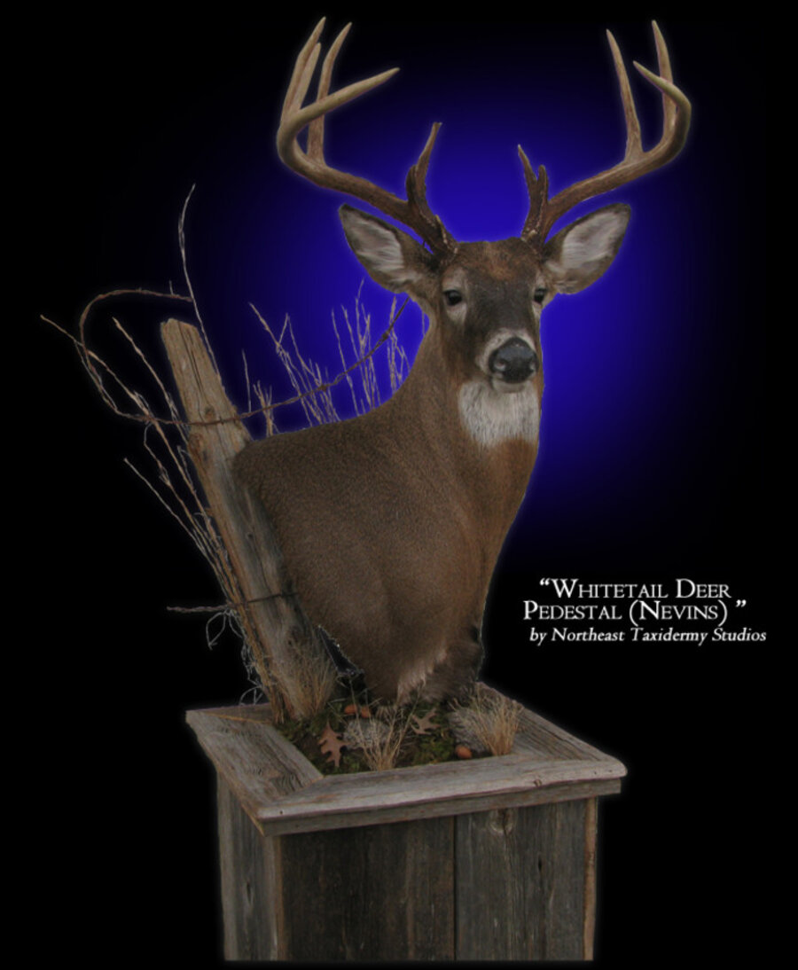 Pedestal Whitetail Deer Mounts.