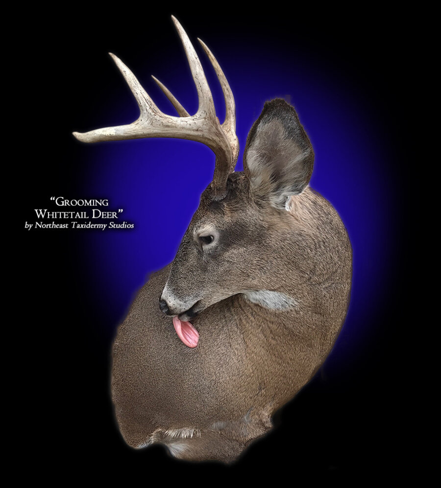 Whitetail Deer Grooming Mounts.