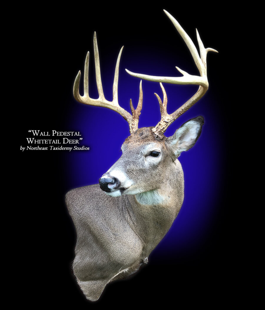 Whitetail Deer Wall Pedestal Mounts.