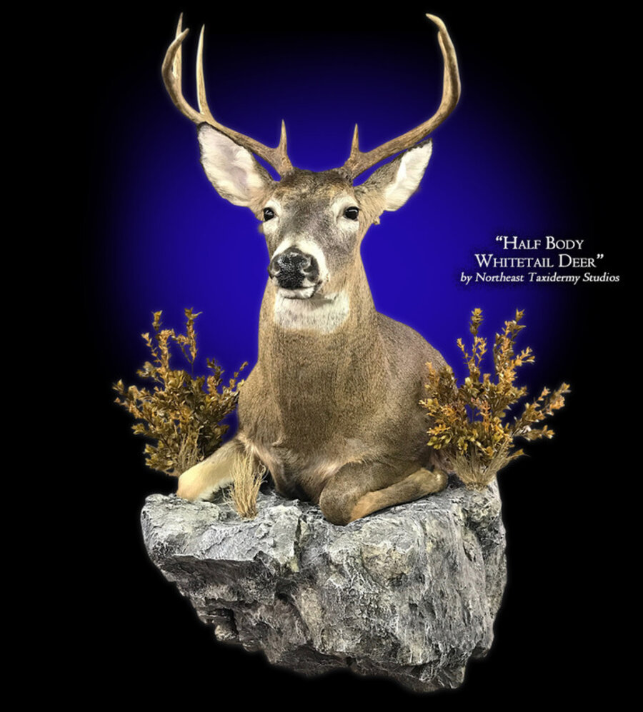 Half Body Whitetail Deer Mounts.