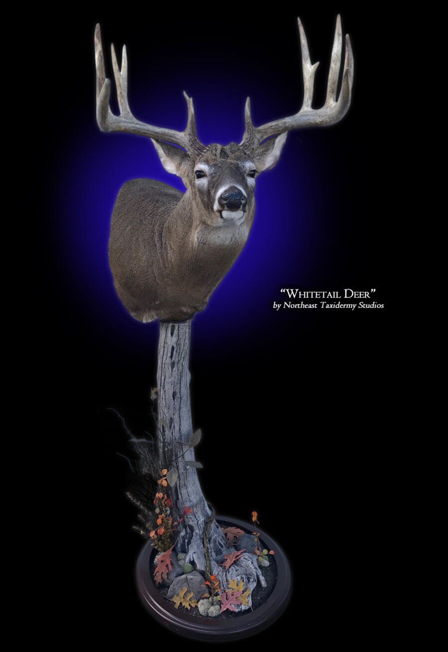 Whitetail Deer Pedestal Mount Mounts.
