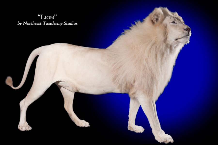 African White Lion Mounts.