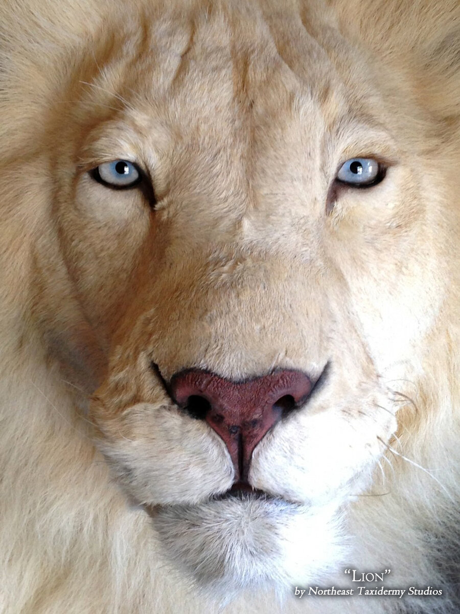 African White Lion Mounts.