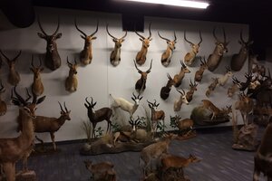 Taxidermy Trophy Room Design