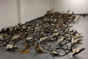 Taxidermy Trophy Room Installation