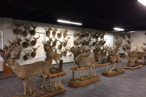 Taxidermy Trophy Room Installation