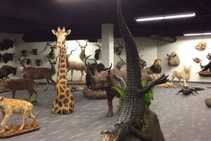 Taxidermy Trophy Room Installation
