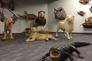 Taxidermy Trophy Room Design
