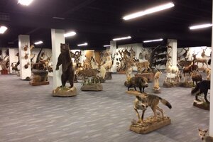 Taxidermy Trophy Room Design
