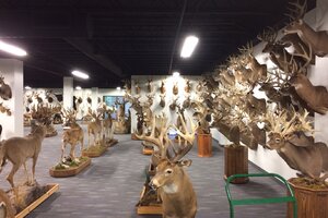 Taxidermy Trophy Room Installation