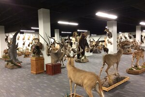 Taxidermy Trophy Room Installation