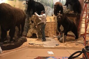 Custom In-Home Mountain Build Taxidermy Design