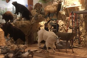 Indoor Taxidermy Trophy Room Mountain Build