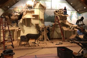 Mountain Build Taxidermy Designs