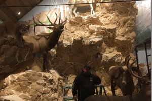 Indoor Taxidermy Trophy Room Mountain Build