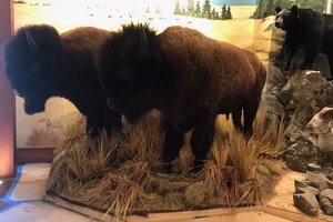Indoor Taxidermy Trophy Room Mountain Build