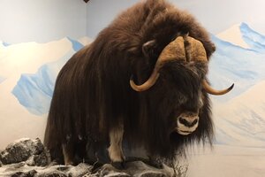 Custom In-Home Mountain Build Taxidermy Design