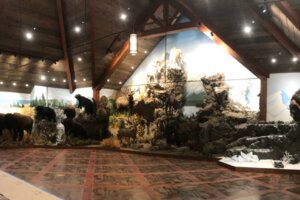 Custom In-Home Mountain Build Taxidermy Design