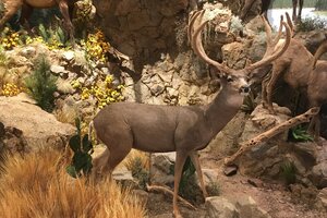 Custom In-Home Mountain Build Taxidermy Design
