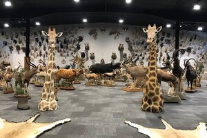 Taxidermy Trophy Room Design