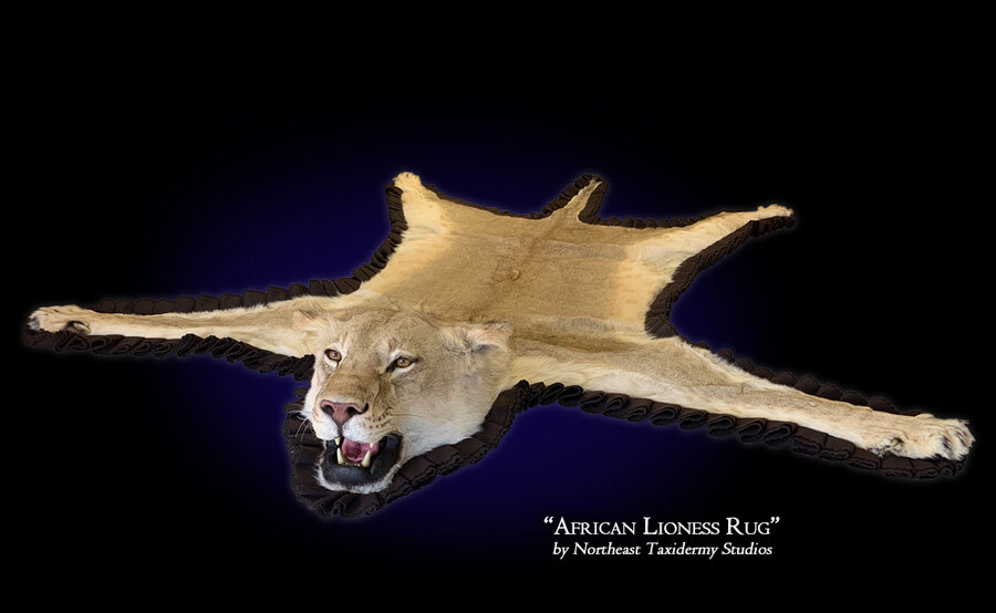 African Lioness Rug Mounts.