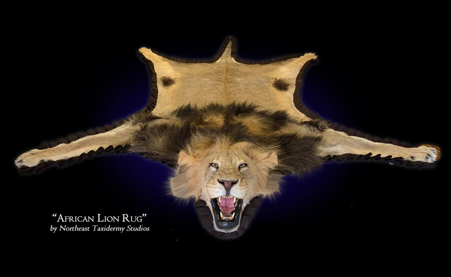 African Lion Rug Mounts.