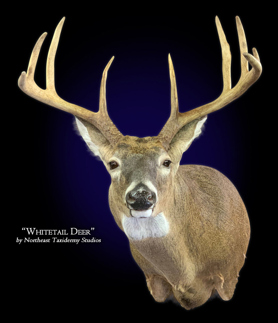 Whitetail Deer Full Sneak Left Mounts.