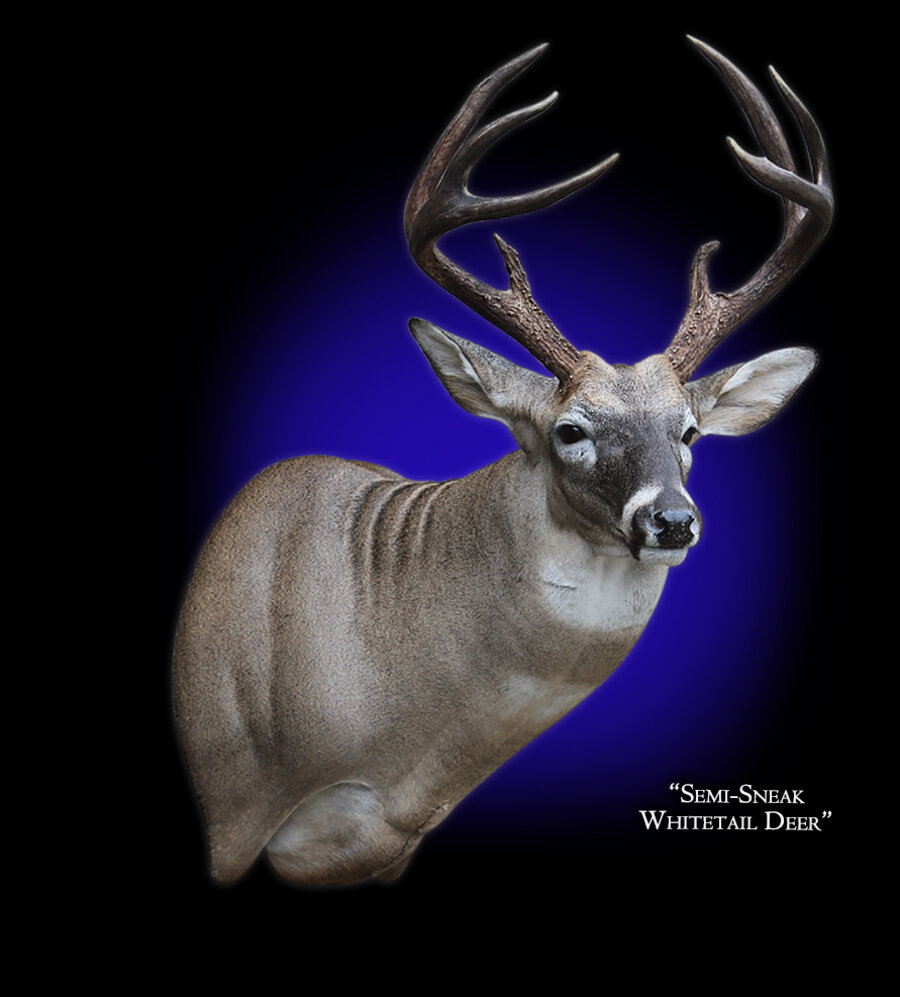 Whitetail Deer Semi-Sneak Right Mounts.