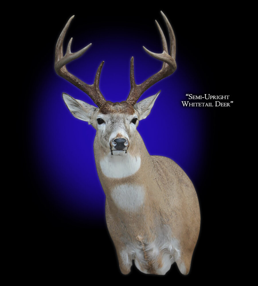 Whitetail Deer Semi-Upright Offset Left Mounts.