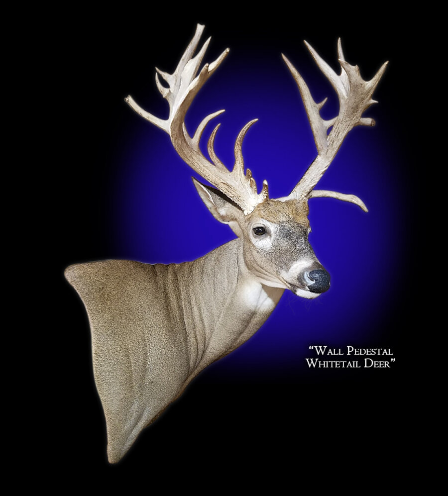 Whitetail Deer Wall Pedestal Right Mounts.