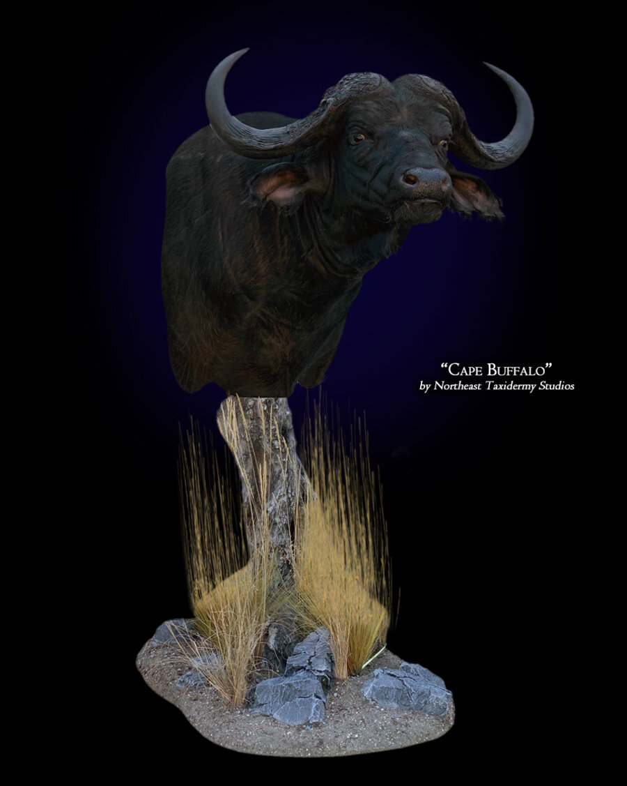 Cape Buffalo Mounts.