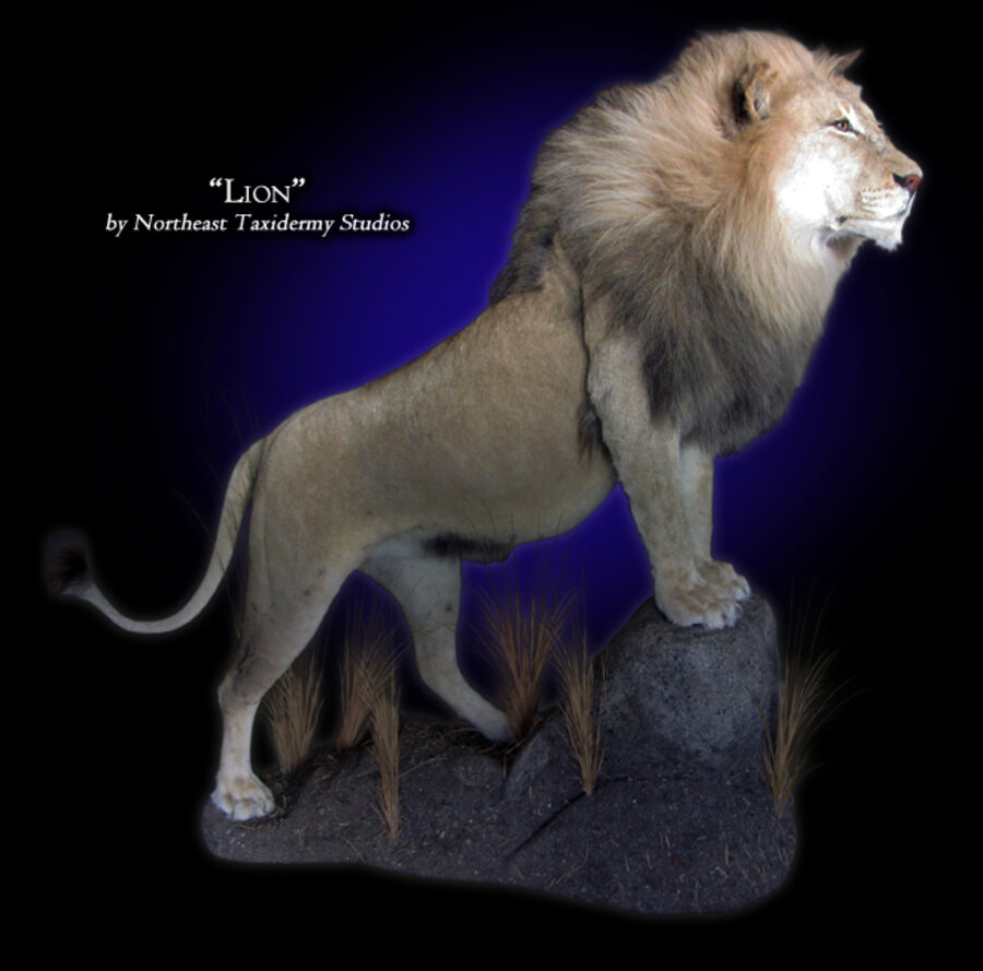 African Lion Mounts.