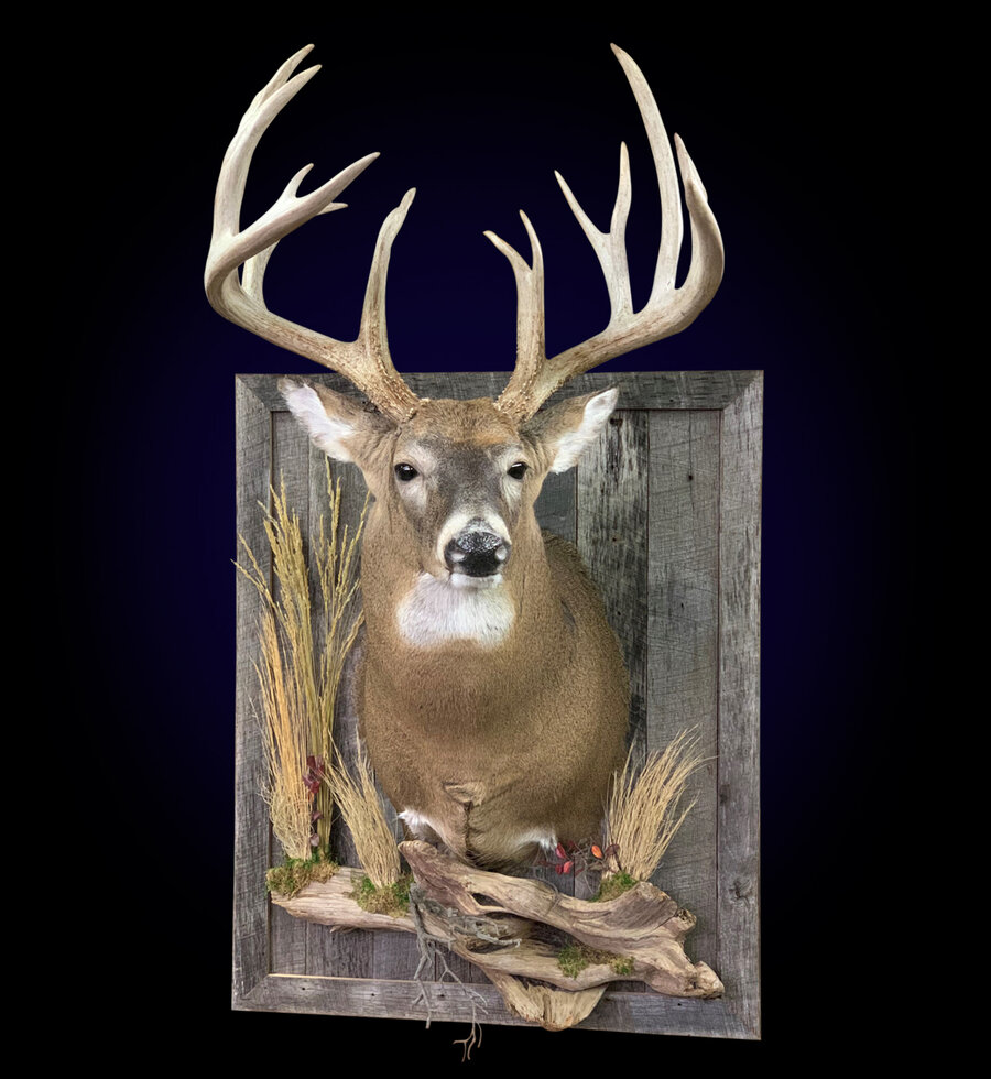 Whitetail Deer with Barn Wood Shadow Box Mounts.