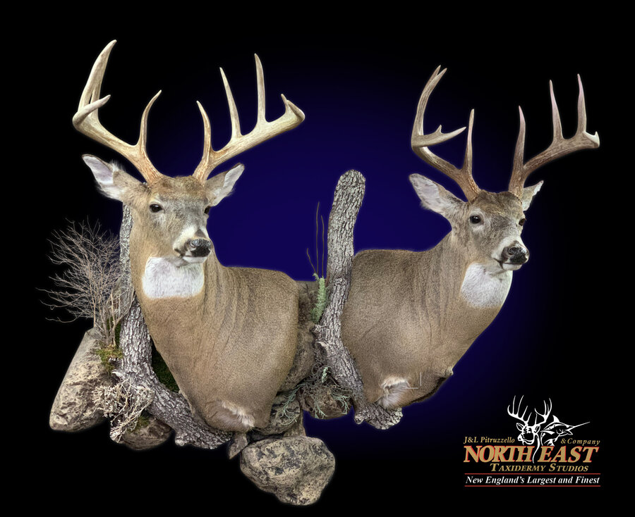 Whitetail Deer Mount Mounts.