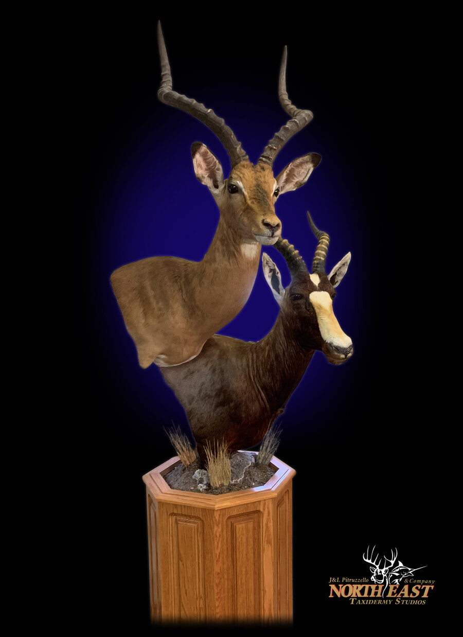 Impala and Blesbok Pedestal Mounts.