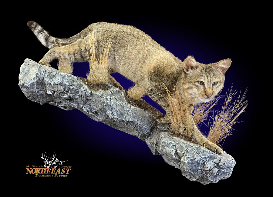 African Wildcat Mounts.