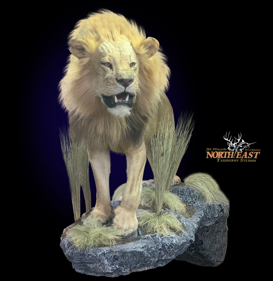 African Lion Mounts.